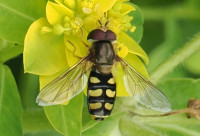 Syrphus-sp-M